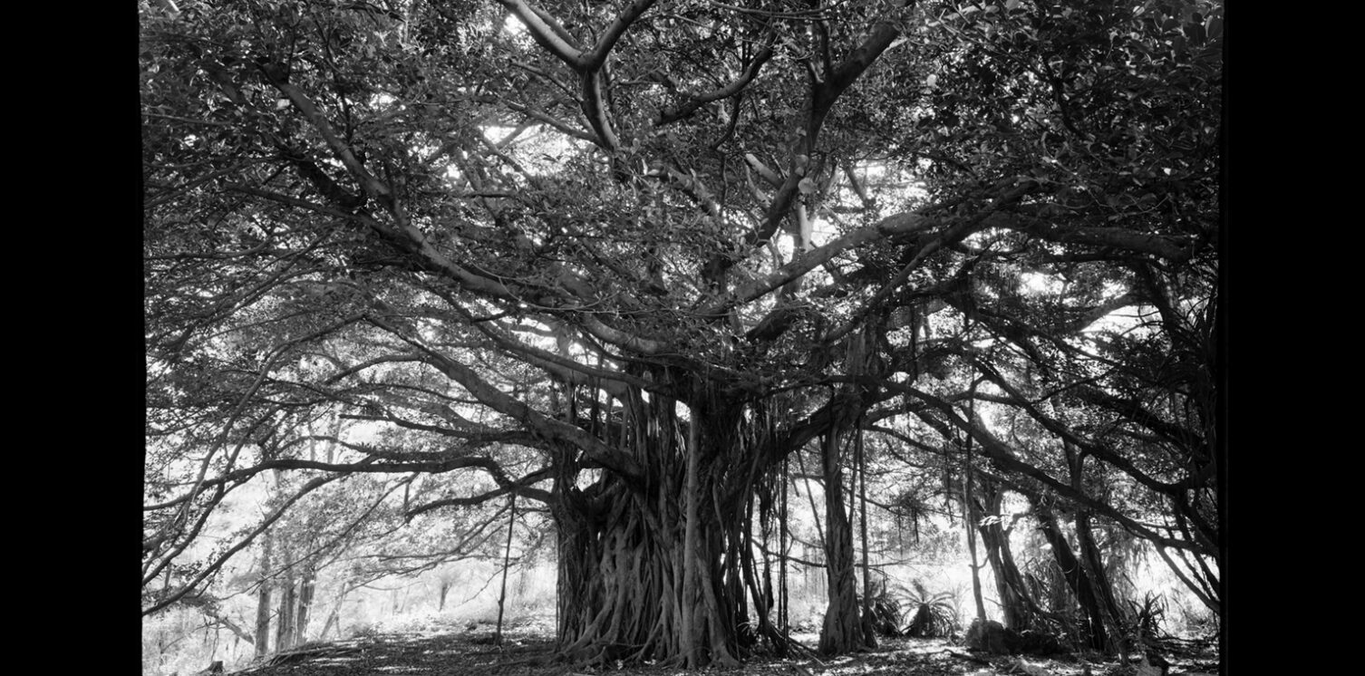Una foto de un hermoso árbol de higuera (comúnmente conocido como árbol de higuera actriz) que habita en islas remotas en la parte norte de la isla principal de Okinawa.