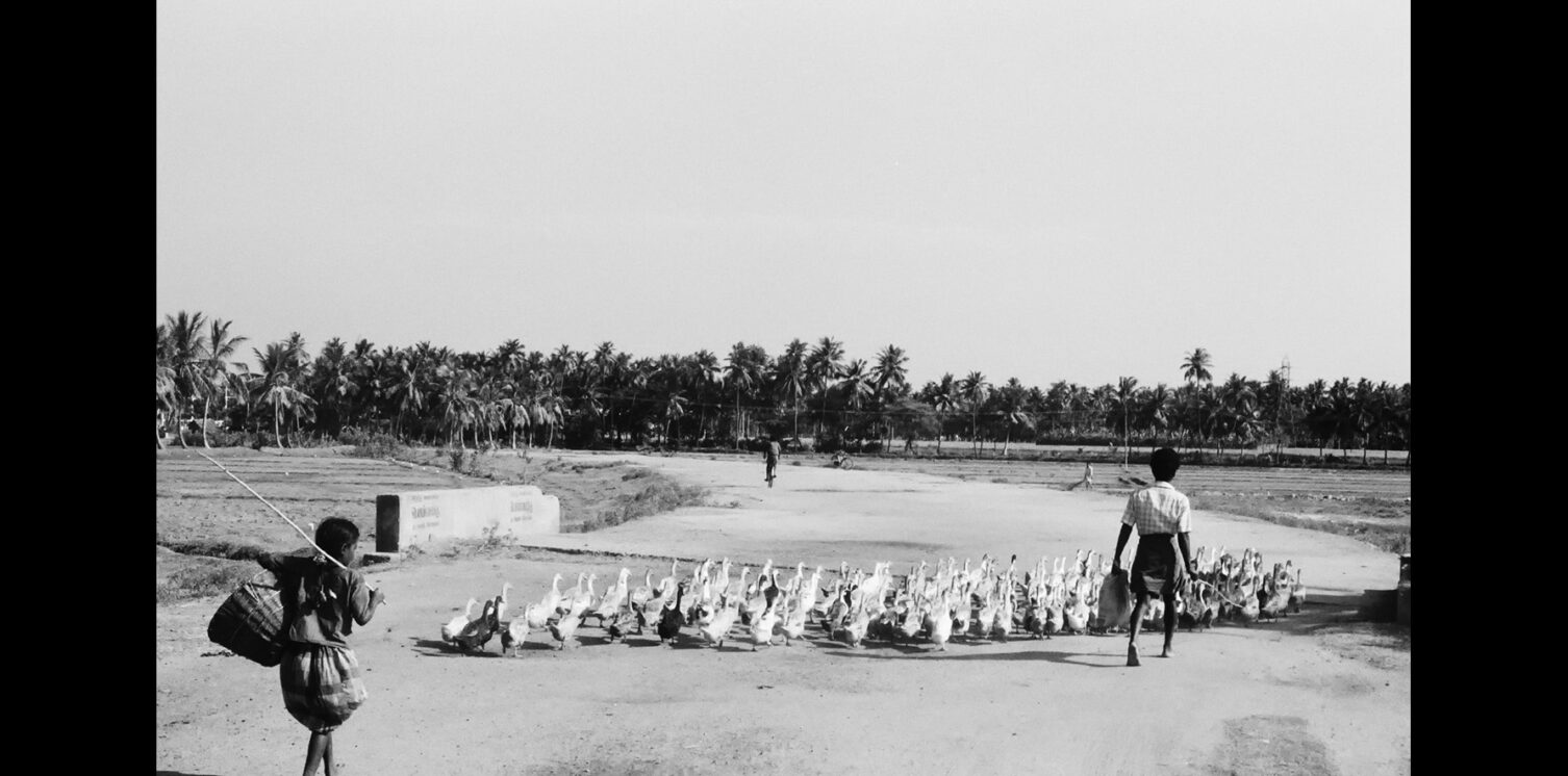 A photo of a boy taking a South Indian goose for a walk in a herd