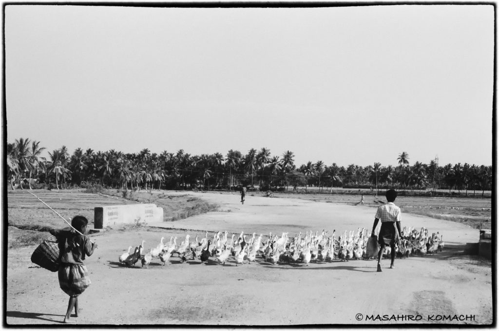 Una foto de un niño que lleva a un ganso del sur de la India a caminar en una manada 1987