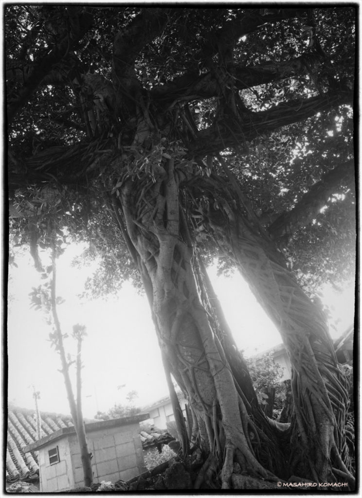 Twin banyan tree on Ikei Island, Okinawa