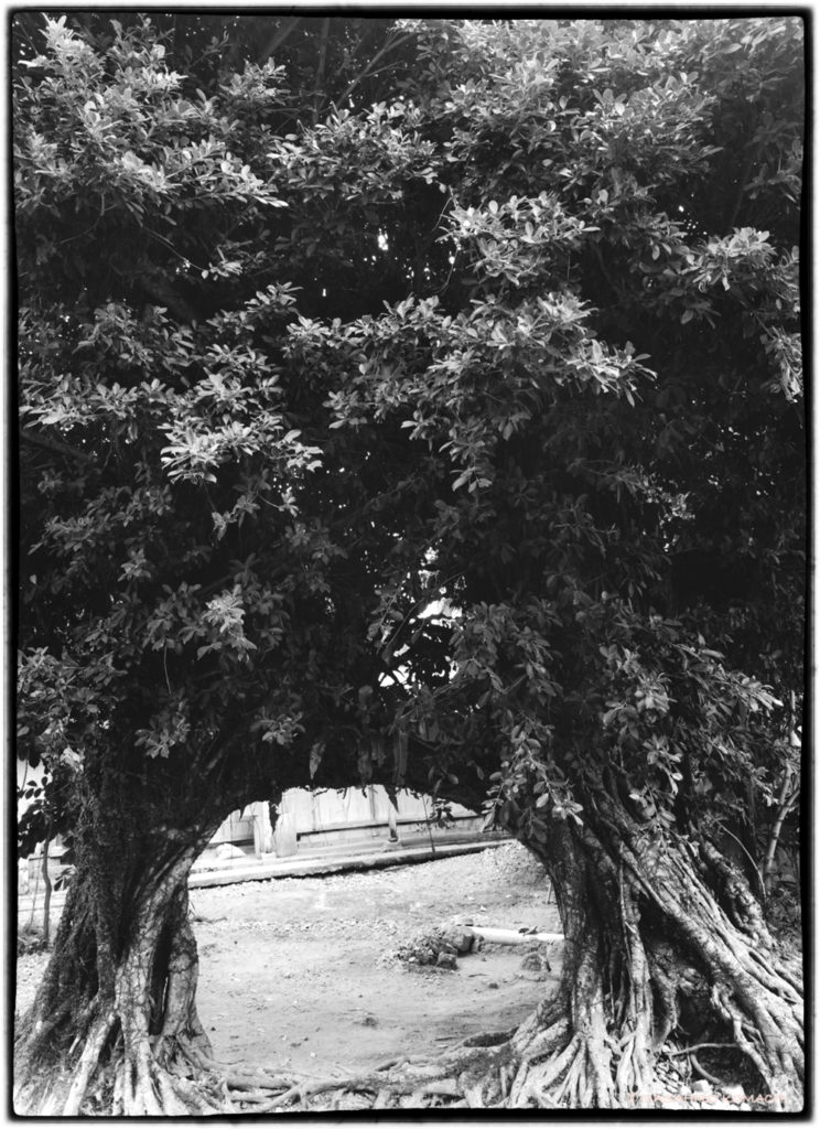 Arched banyan tree lurking in the southern part of the main island of Okinawa