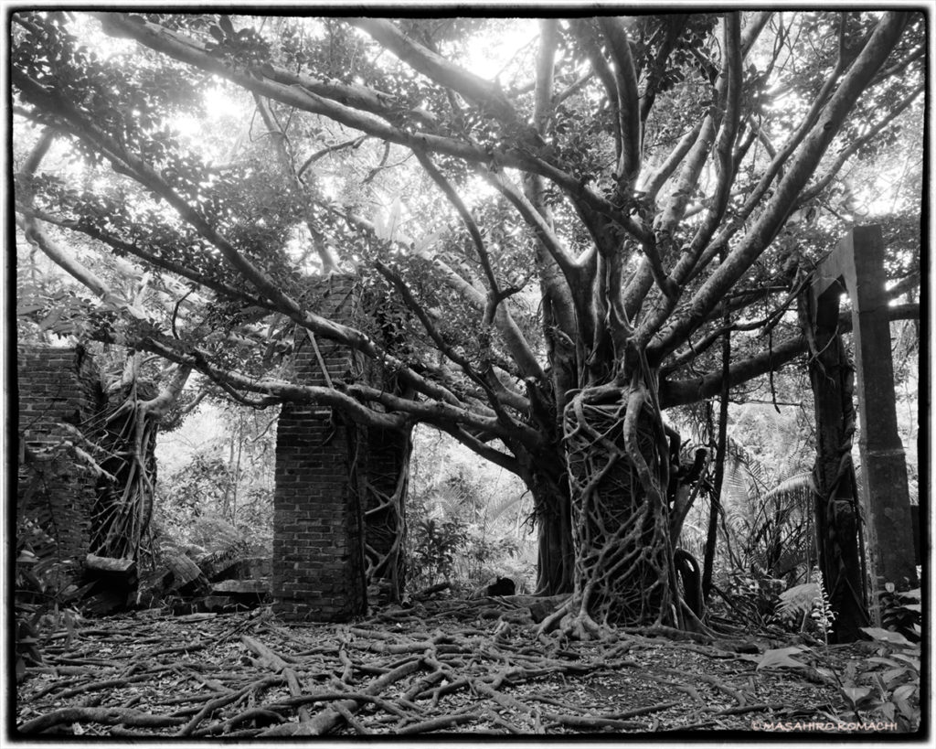 Fotografía del árbol de higuera (comúnmente conocido como el Emperador de las Tinieblas Gajumaru) que acecha en la isla de Iriomote