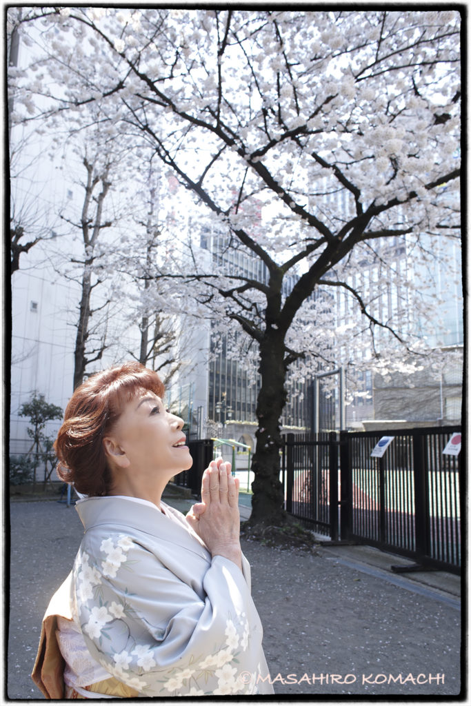 La escuela primaria de graduación de la actriz Yukiji Asaoka, la escuela primaria Taimei con flores de cerezo