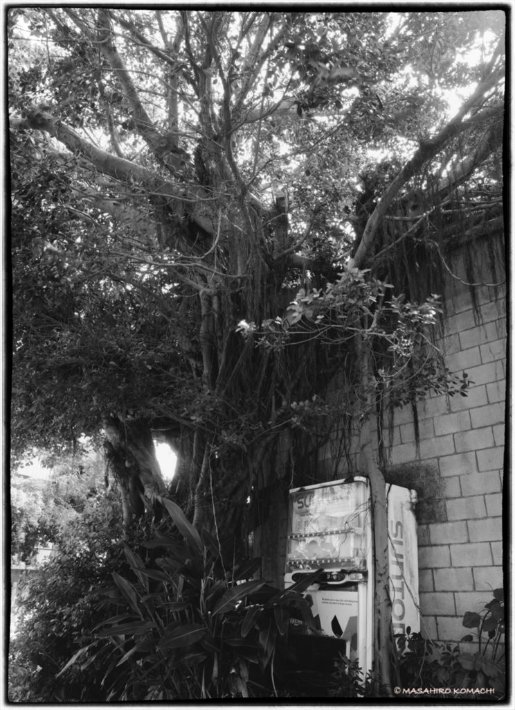 Banyan tree en la isla principal de Okinawa y la isla Ie (comúnmente conocida como máquina expendedora de banyan tree)