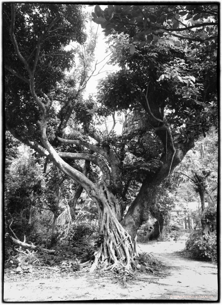 Banyan tree en la isla de Iriomote, Funabuki (comúnmente conocido como higuera estranguladora de higuera)