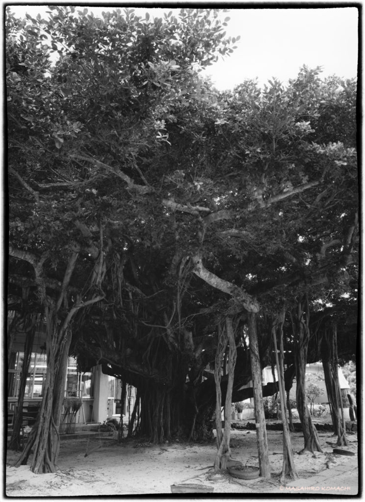 Baniano de la escuela primaria en la isla de Iheya, Okinawa (todos en esta isla están trepando a este árbol)