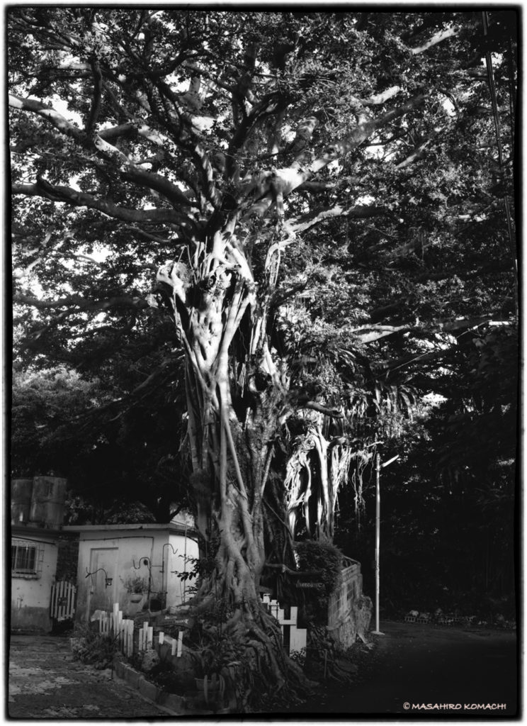 Banyan tree in a private house in the central part of the main island of Okinawa