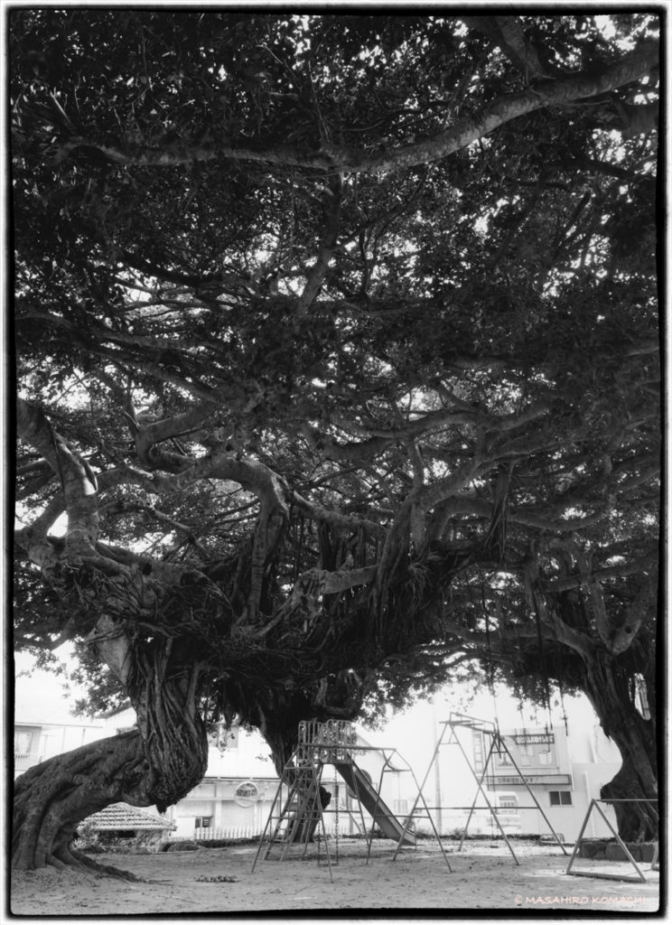 Banyan trees inhabiting parks in central Okinawa (park playsets and banyan trees)