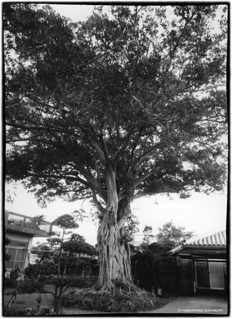 Banyan tree inhabiting private houses in the southern part of the main island of Okinawa