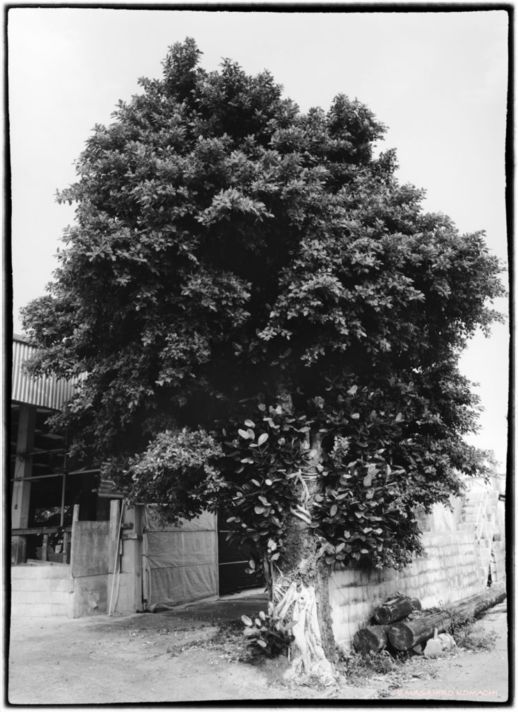 Banyan tree en la isla principal de Okinawa e Ie island (un raro árbol de higuera que sobresale de otros árboles)