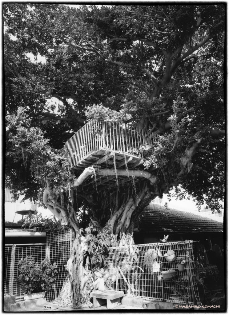 Banyan Tree House in Central Okinawa Island