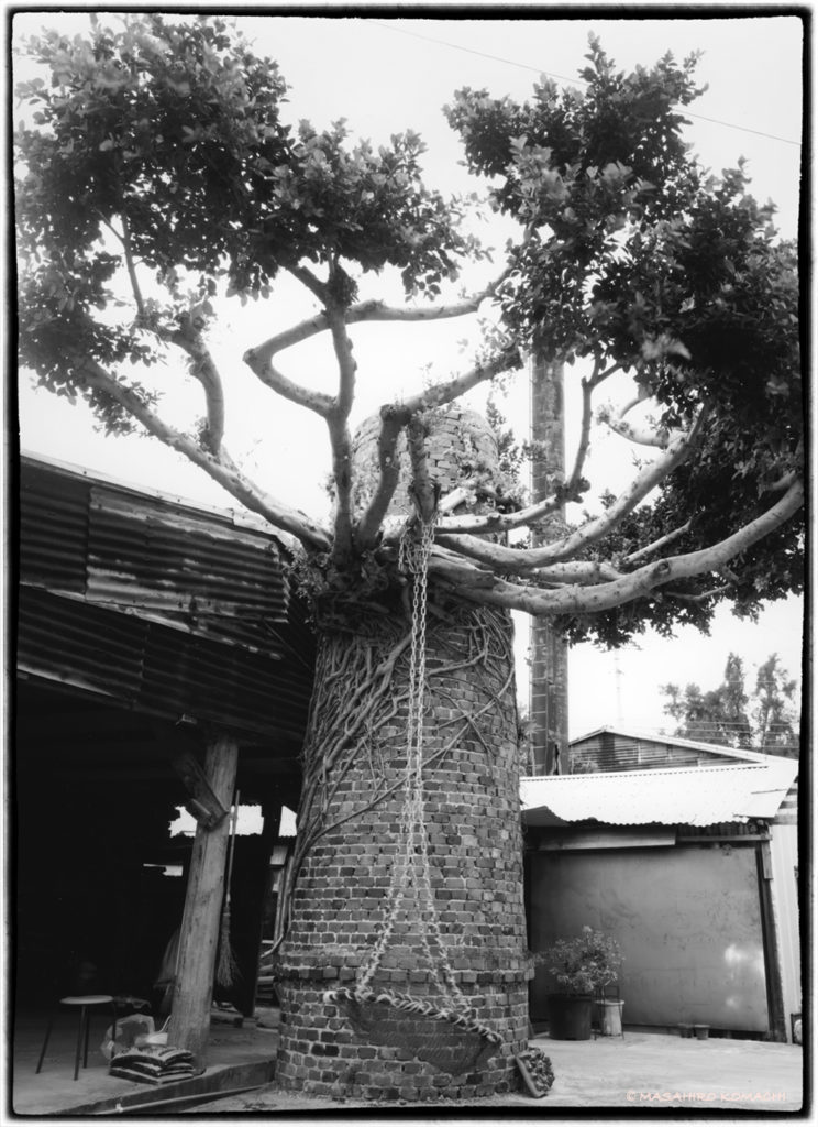 Banyan tree en la parte sur de la isla principal de Okinawa (comúnmente conocido como banyan tree de la chimenea milagrosa)