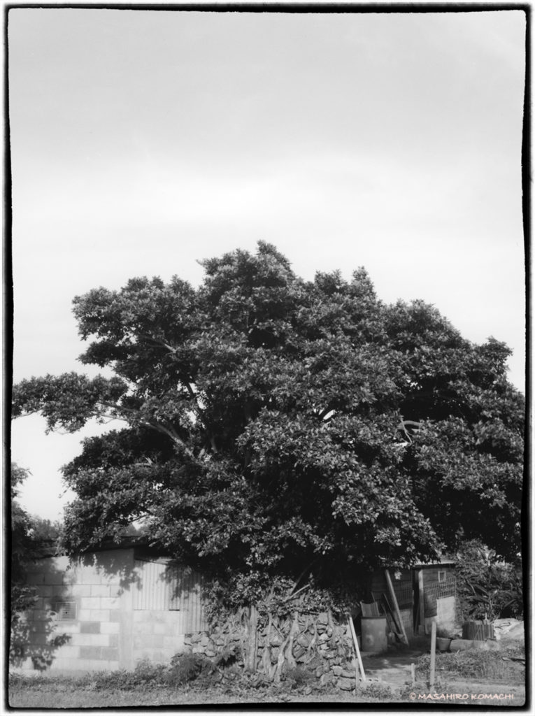 Banyan tree en la isla de Ikei, Okinawa (higuera entrelazada con la pared de piedra de una cabaña de cabras)