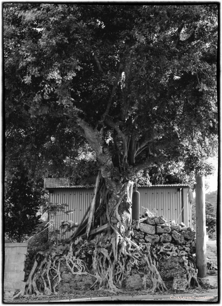 Banyan tree en la isla Ishigaki, Okinawa (colgando es una bala militar estadounidense que suena en una emergencia)