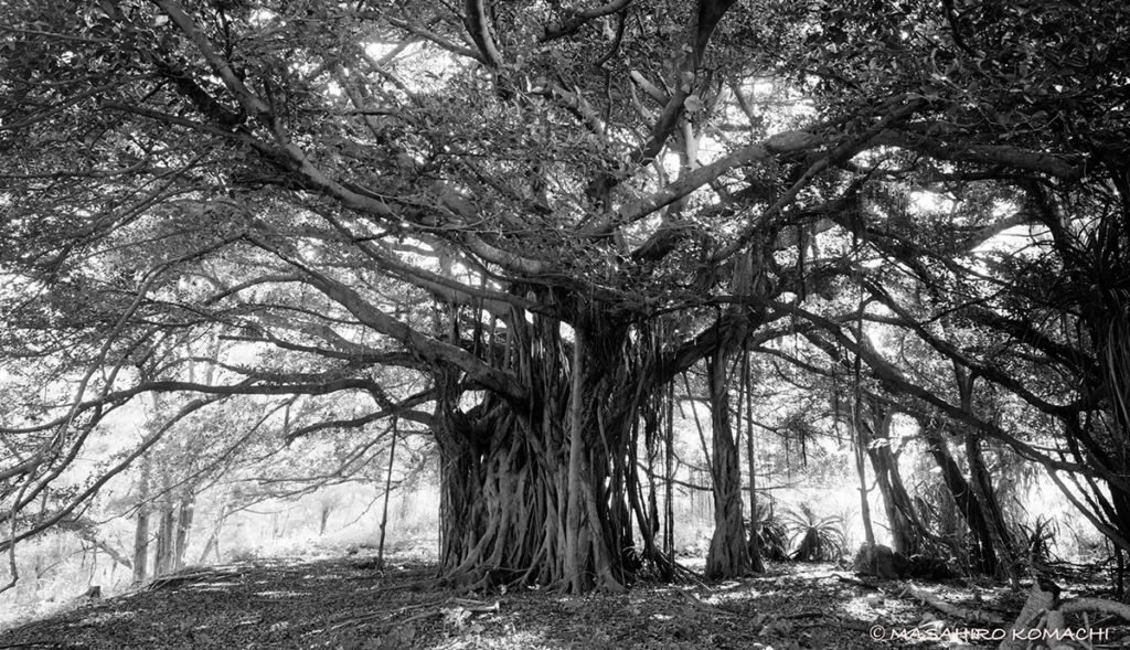 Una foto de un hermoso árbol de higuera (comúnmente conocido como árbol de higuera actriz) que habita en islas remotas en la parte norte de la isla principal de Okinawa.