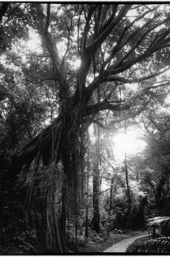Banyan tree en la parte sur de la isla principal de Okinawa (comúnmente conocido como banyan tree andante)