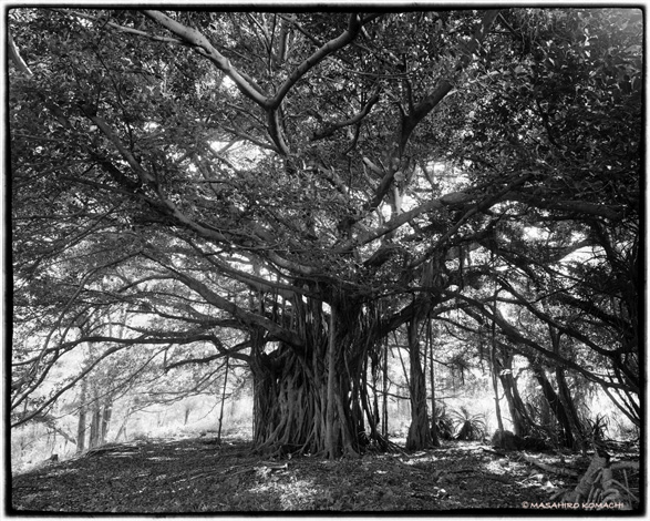Una foto de un hermoso árbol de higuera (comúnmente conocido como árbol de higuera actriz) que habita en islas remotas en la parte norte de la isla principal de Okinawa.