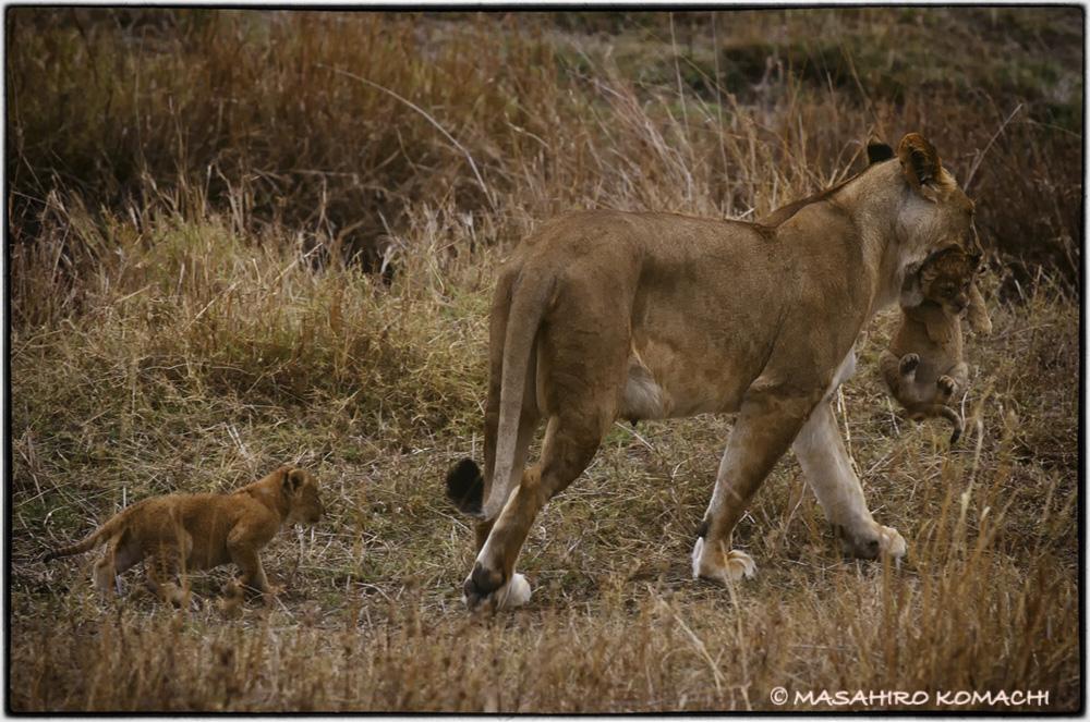 African lion parent and child