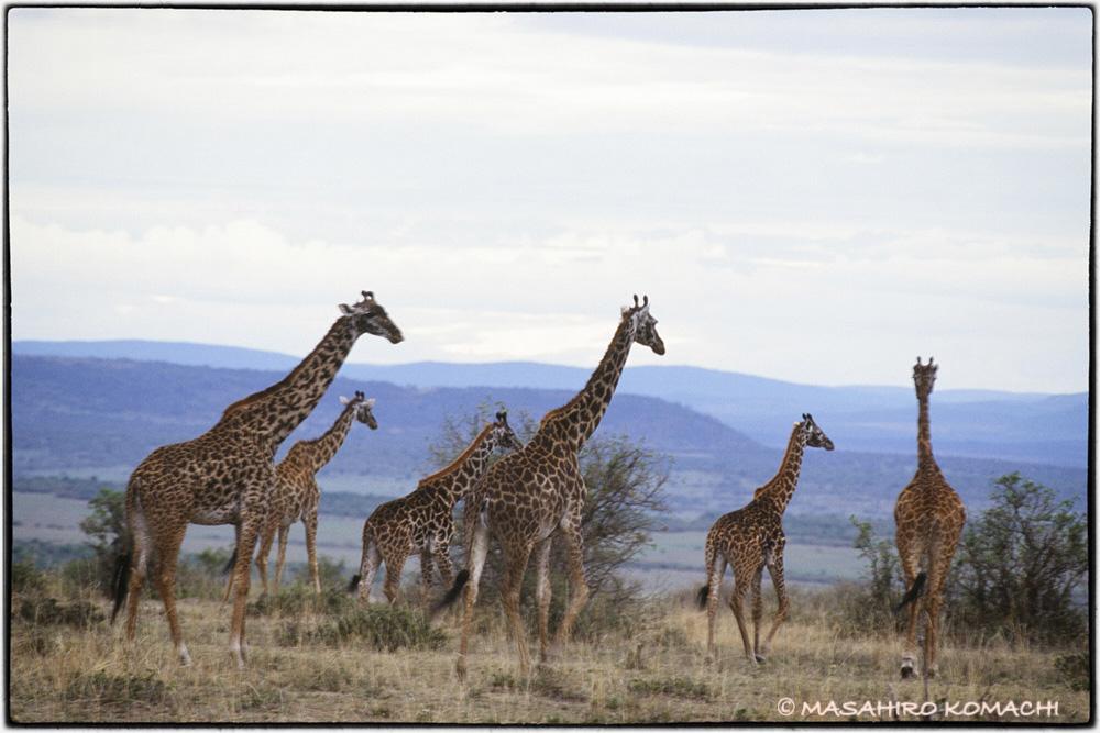 African giraffes